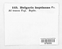 Bulgaria inquinans image